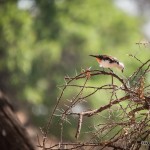 Tanzania_Safari-15