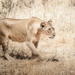Tanzania_Safari-18