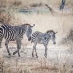 Tanzania_Safari-2