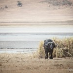 Tanzania_Safari-23