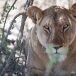 Tanzania_Safari-37