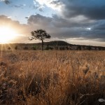 Tanzania_Safari-43