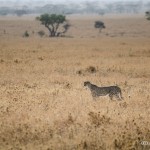 Tanzania_Safari-44