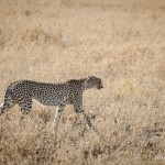 Tanzania_Safari-45