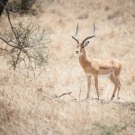 Tanzania_Safari-47