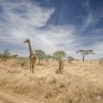 Tanzania_Safari-48