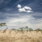 Tanzania_Safari-49
