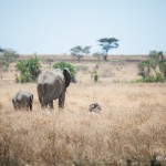 Tanzania_Safari-50