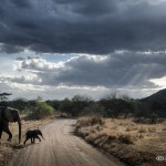 Tanzania_Safari-52