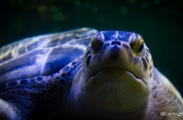 Acquario di Genova