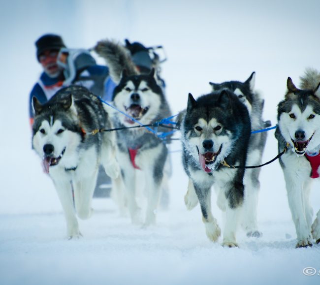 Gare cani da slitta Splügen